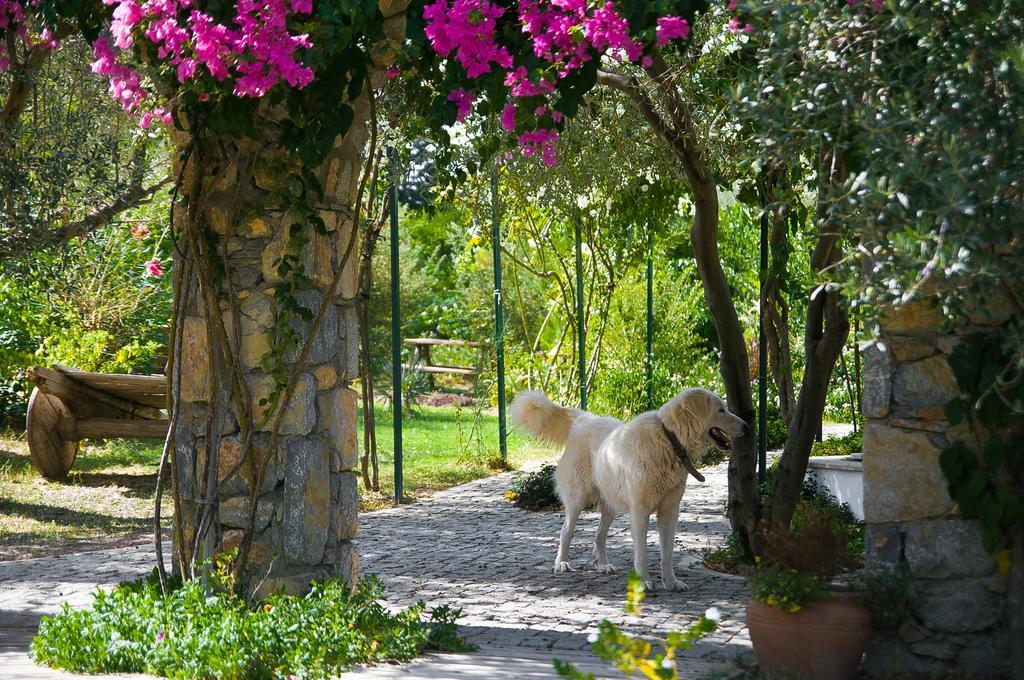 Olive Farm Of Datca Guesthouse (Adults Only) Kültér fotó